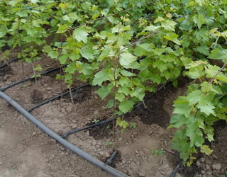 Зволоження 15-20% кореневмісного об’єму ґрунту – найкращий режим для винограду на крапельному зрошенні